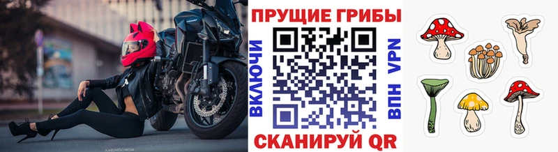 Псилоцибиновые грибы мицелий  Ахтырский 
